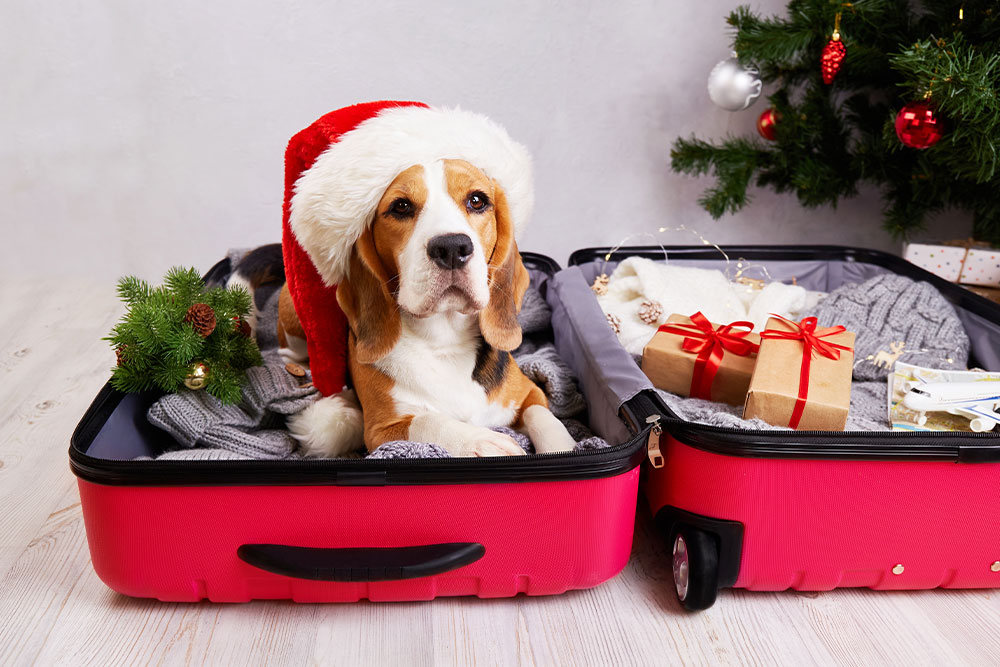 Festive Beagle wearing a Santa hat for a holiday pet photo at Boca Midtowne Animal Hospital