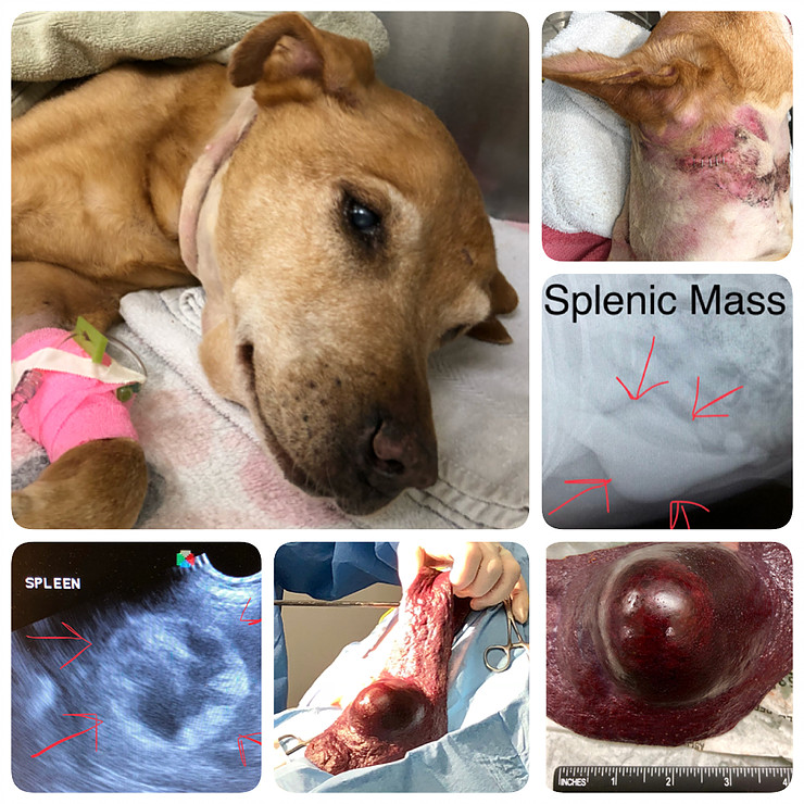 Bite wound treatment on a pet — emergency veterinary wound care at Boca Midtowne Animal Hospital