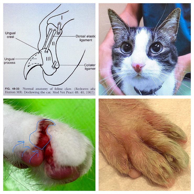 Veterinarian trimming a dog's toenails during a routine pet grooming and wellness visit