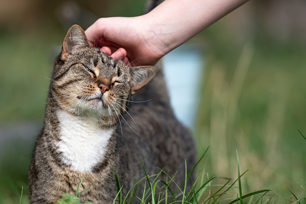 Cat enjoying gentle head scratches from owner, highlighting feline companionship and wellness