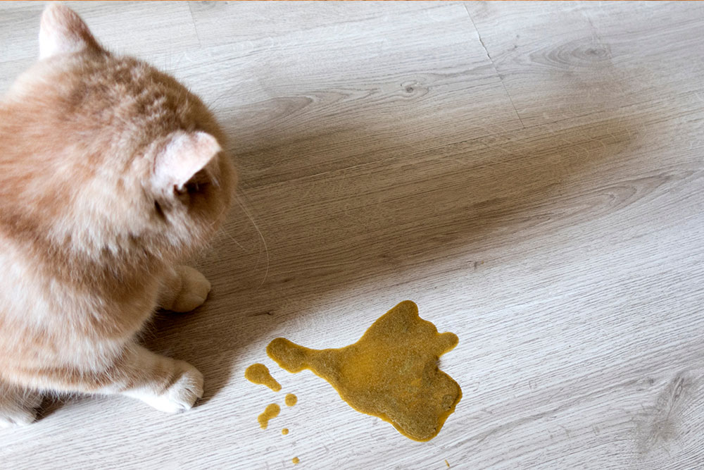 Cat experiencing a vomiting episode, a common feline health concern requiring veterinary care