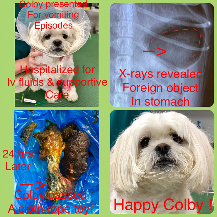 Veterinarian treating a dog named Colby who swallowed a foreign object — emergency pet care Boca Raton