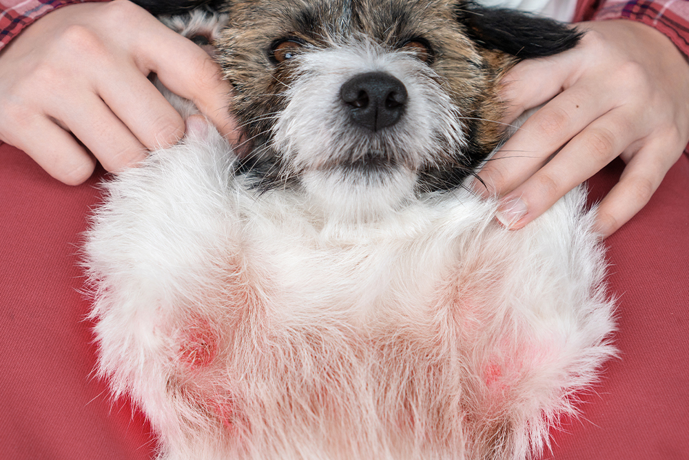 Dog with skin rash and irritation scratching due to allergies or dermatitis.