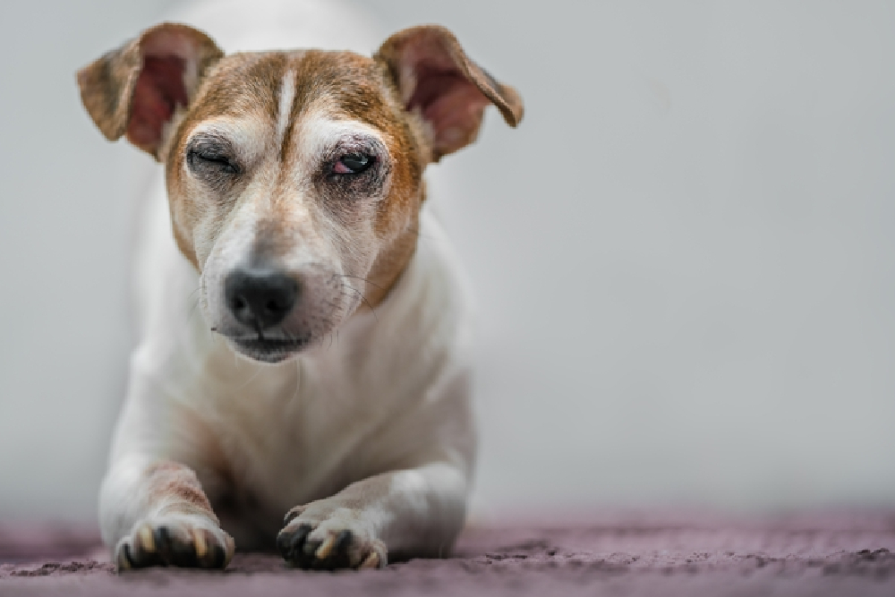 Dog showing signs of eye irritation, highlighting veterinary ophthalmology care in Boca Raton, FL