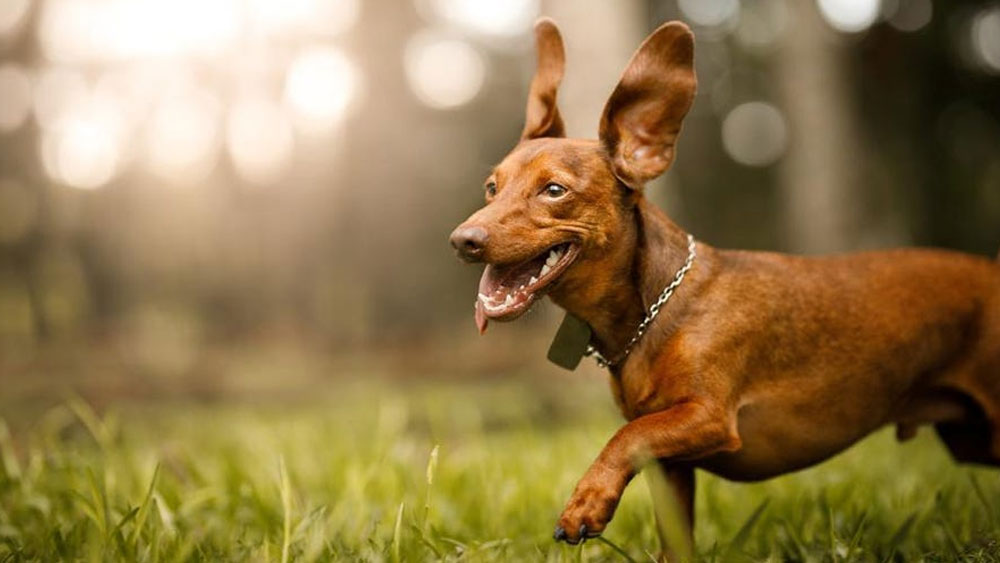Boca Midtowne veterinarian Dr. Man quoted in Forbes Advisor article on dog ear conditions
