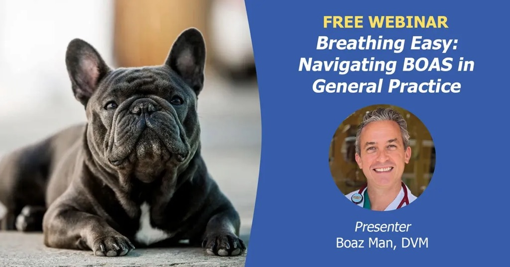 Dr. Man presenting BOAS webinar recording on brachycephalic airway syndrome in pets