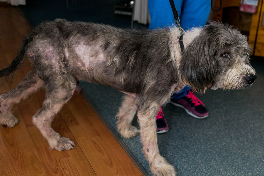Emaciated dog with severely matted fur in need of veterinary and grooming care