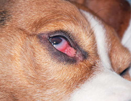 Entropion and Ectropion in Pets: When Eyelid Surgery Is the Best Fix