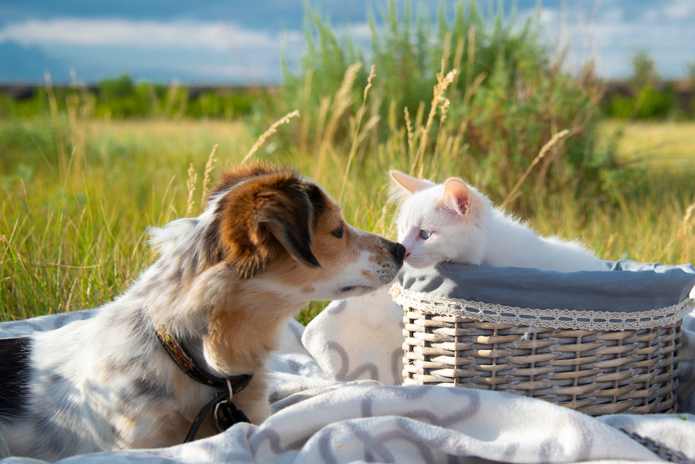 Dog gently touching noses with a kitten, showing pet interaction and socialization