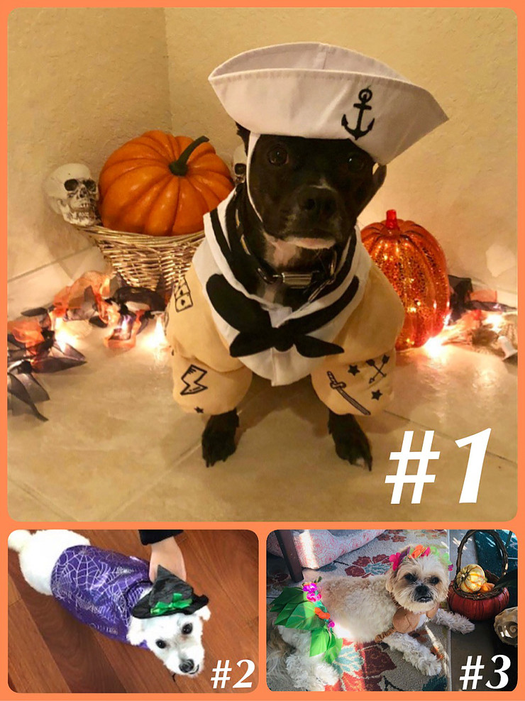 Dog in Halloween costume — pet safety tips for Halloween from Boca Midtowne Animal Hospital