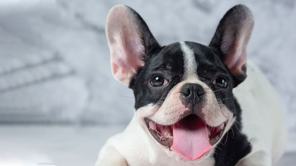 Close-up of flat-faced bulldog with brachycephalic airway issues needing veterinary respiratory care