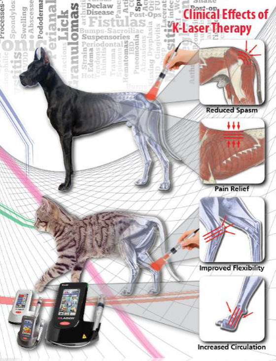 Veterinarian performing laser therapy treatment on a pet — pain relief and healing in Boca Raton, FL