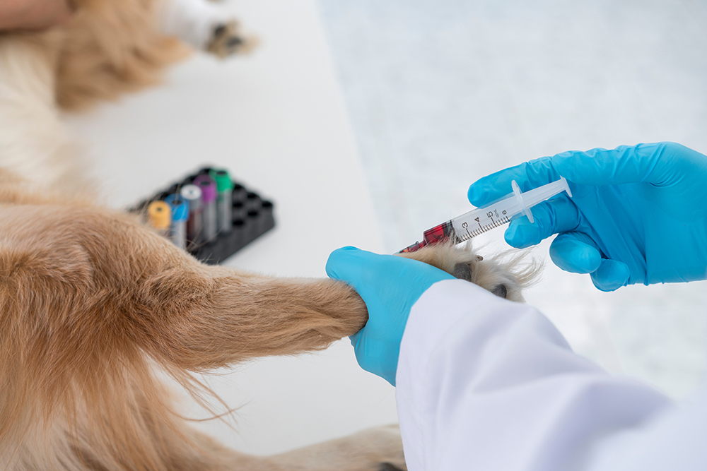 Veterinarian collecting a blood sample from a dog during a diagnostic exam in Boca Raton, FL