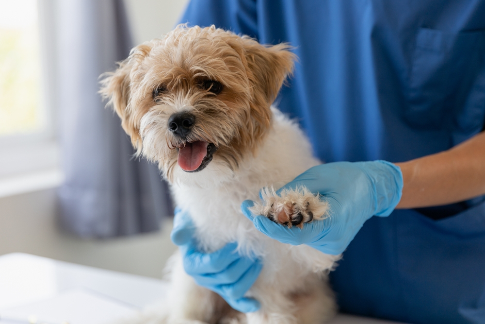 Veterinarian and assistant examining a dog on an exam table at Boca Midtowne Animal Hospital