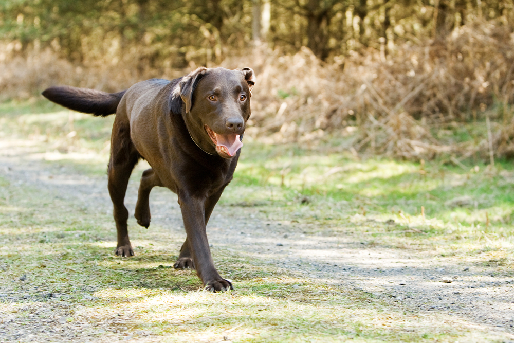 Chocolate Labrador running outdoors, used to illustrate pet limping or mobility concerns