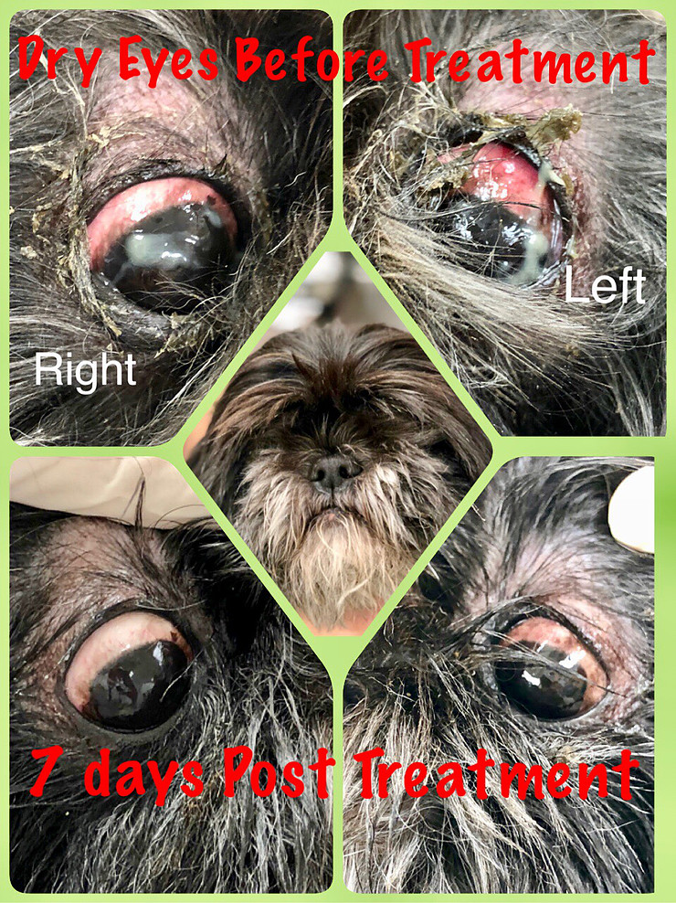 Dog with red, irritated eyes — veterinary eye care and treatment at Boca Midtowne Animal Hospital