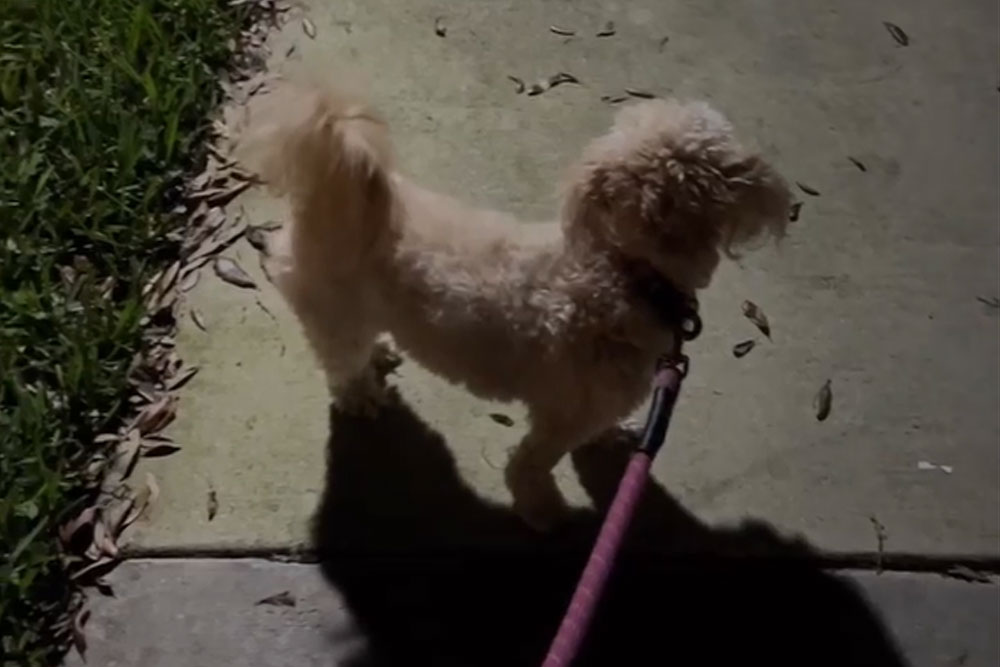 Ross University vet school spotlight featuring Boca Midtowne Animal Hospital team