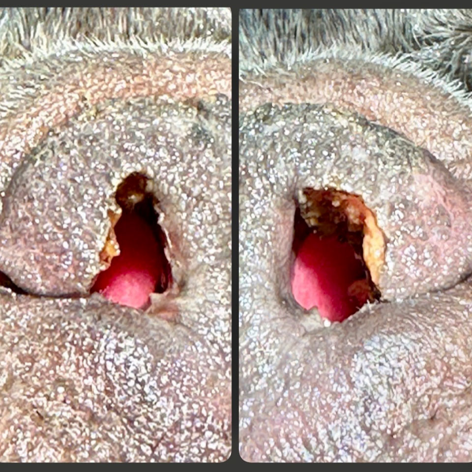 Saint, a dog patient at Boca Midtowne Animal Hospital, shown in a before or during veterinary visit photo
