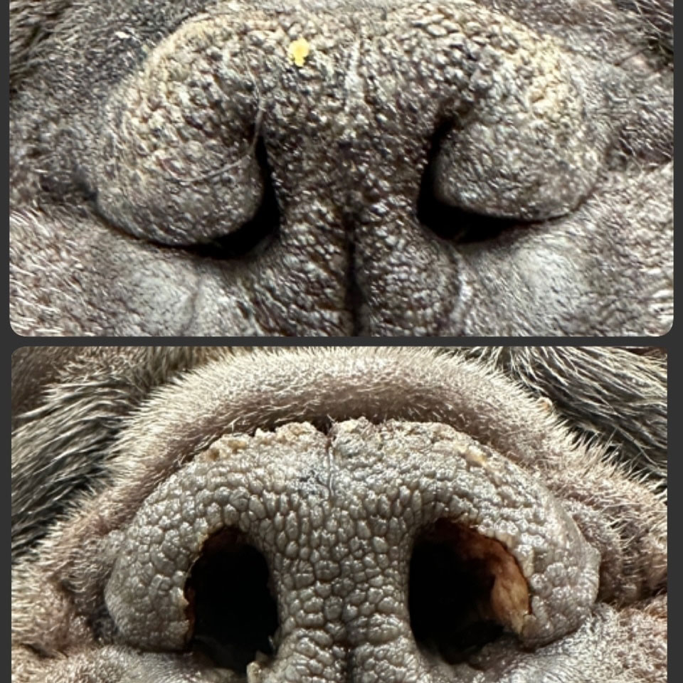 Saint, a patient at Boca Midtowne Animal Hospital, featured in a veterinary care success story
