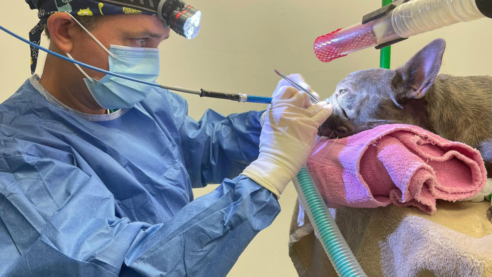 Surgical intervention for brachycephalic obstructive airway syndrome in a dog
