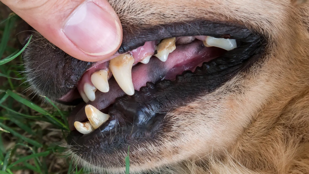 Featured image illustrating the dangers of non-anesthetic dental cleanings in pets