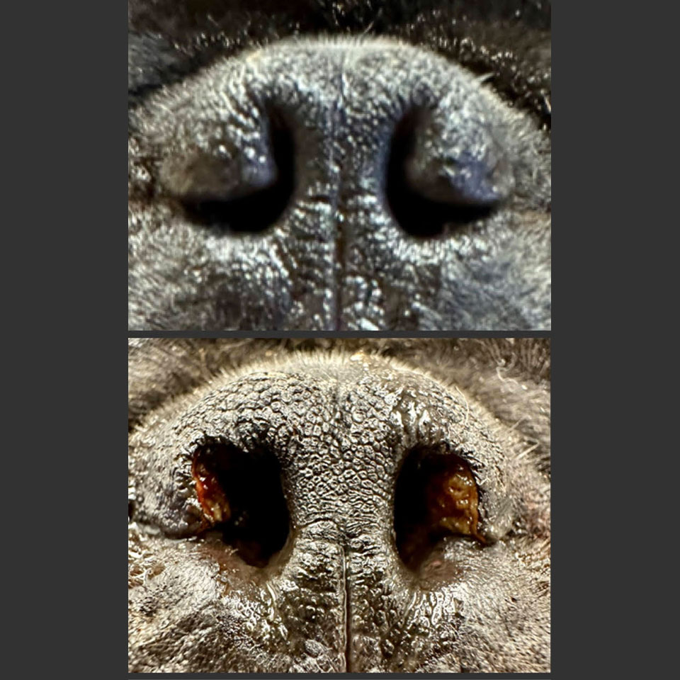 Archie, a patient pet cared for at Boca Midtowne Animal Hospital in Boca Raton, FL

