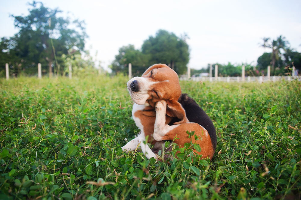 Beagle scratching itself in a field, illustrating pet skin allergies and itch relief care
