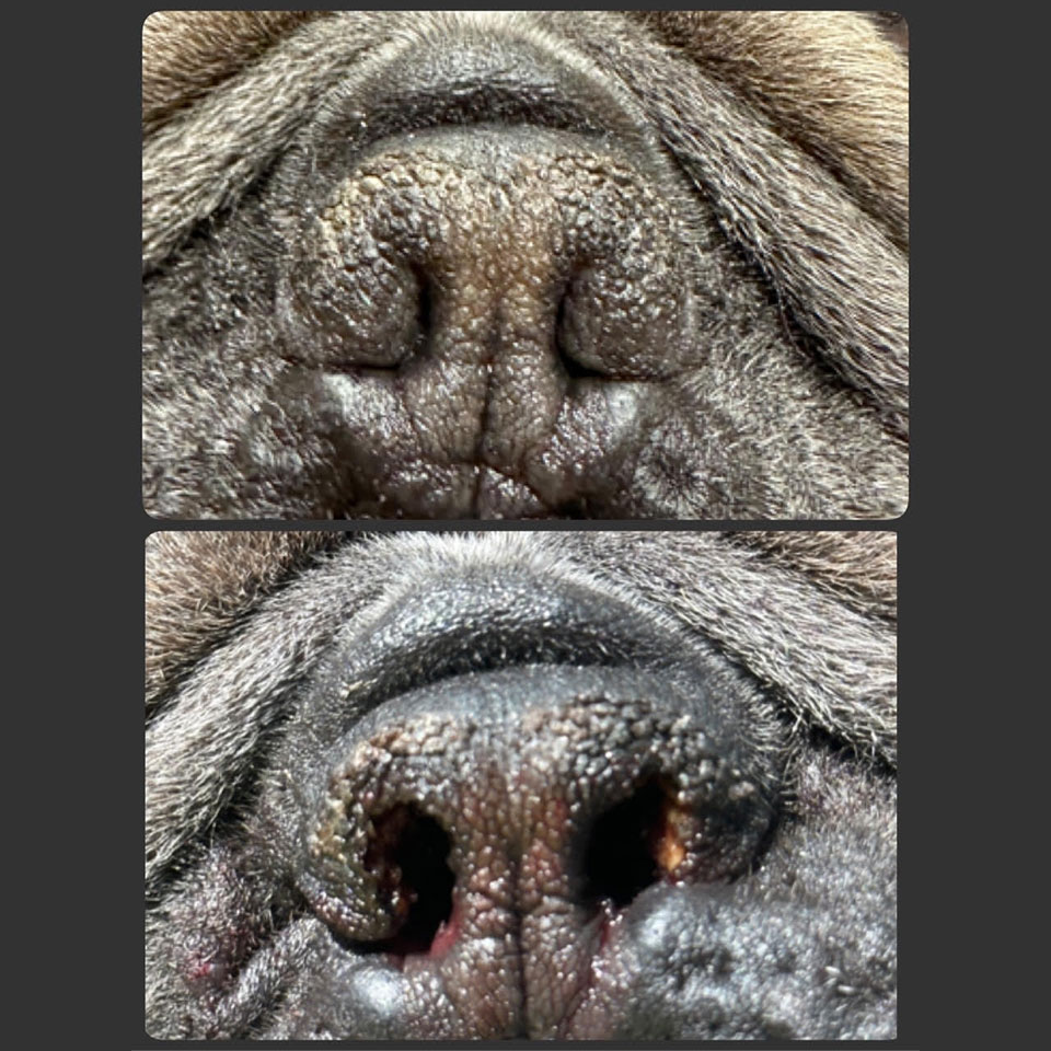Benny, a beloved pet patient at Boca Midtowne Animal Hospital in Boca Raton, FL
