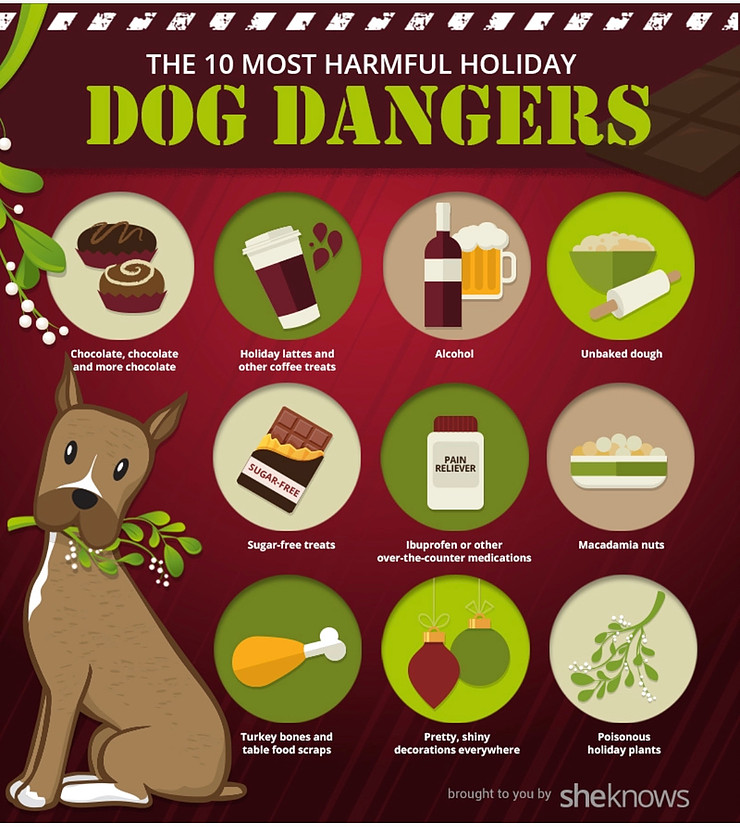 Common holiday hazards for pets — veterinary safety tips for dogs and cats during the holidays