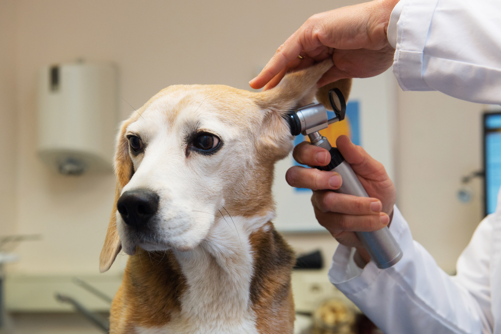 Veterinarian examining a dog’s ear using an otoscope.