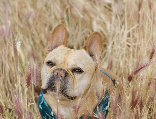 Is Your Dog Sniffing Out Danger? The Risk of Grass Awns in South Florida