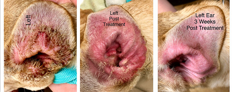 Veterinarian examining a dog's ear for infection — ear care and treatment in Boca Raton, FL