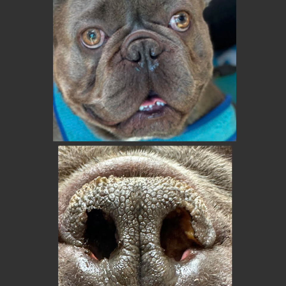 Merci, a beloved pet patient at Boca Midtowne Animal Hospital in Boca Raton, FL
