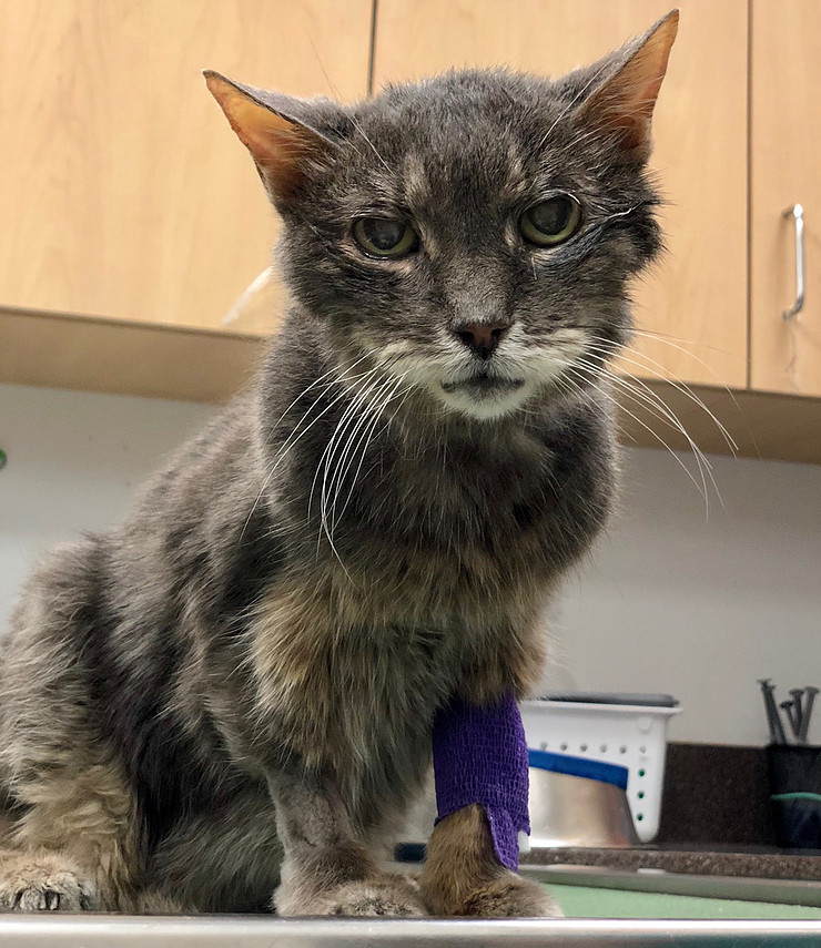 Veterinary oral surgery procedure on a pet — dental care services at Boca Midtowne Animal Hospital