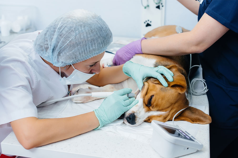 Veterinary team performing pet dental surgery under anesthesia for oral health treatment