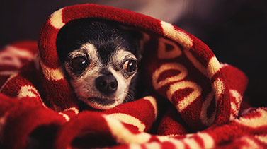 Anxious pet in veterinary setting illustrating fear-free pet care techniques