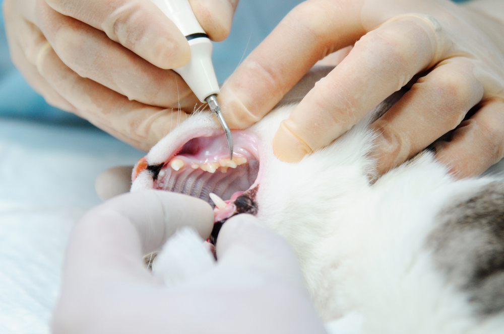 Veterinarian cleaning a cat's teeth during a professional dental exam, promoting feline oral health