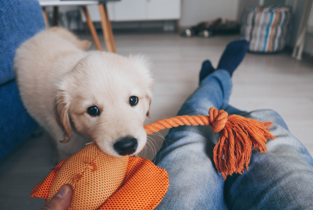 Fluffy Golden Retriever puppy playing joyfully with its owner during bonding time