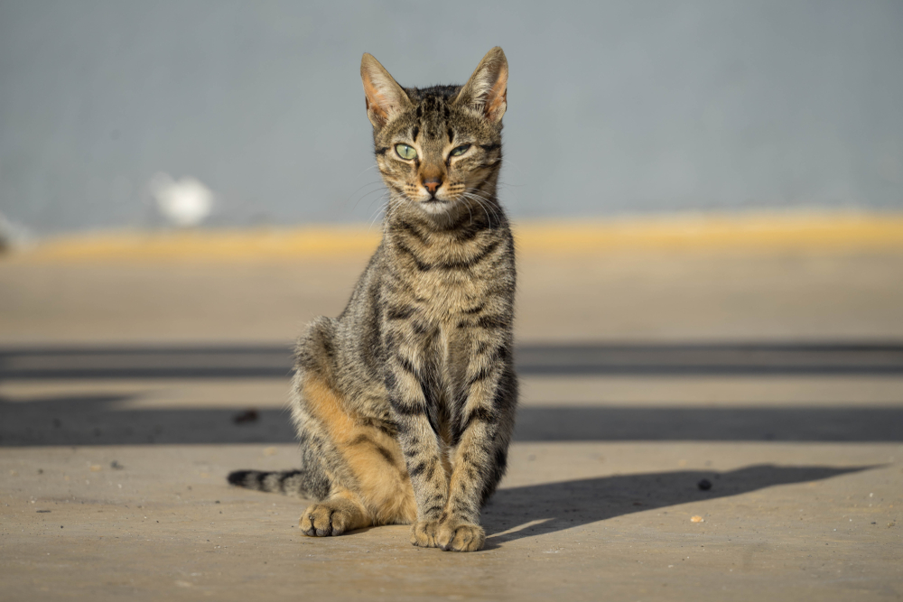 Thin brown and grey cat outdoors, showing signs of weight loss that may require veterinary attention