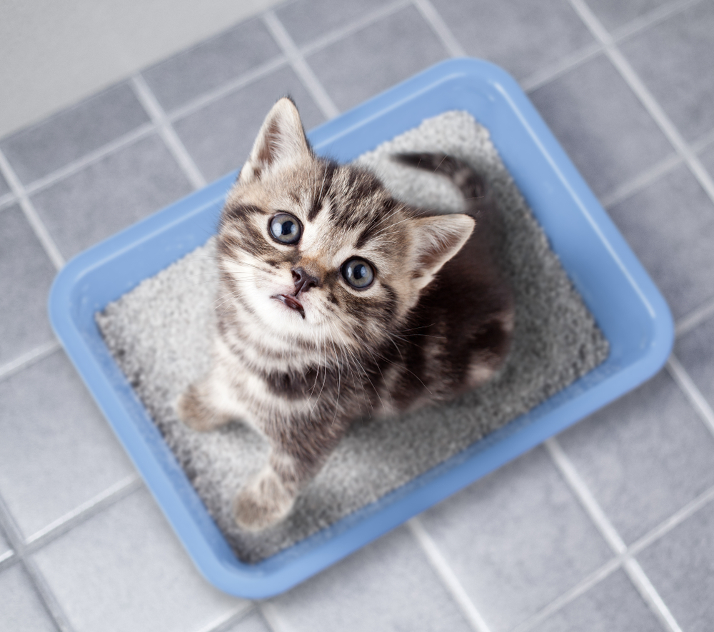 Top view of cat sitting in litter box on bathroom floor