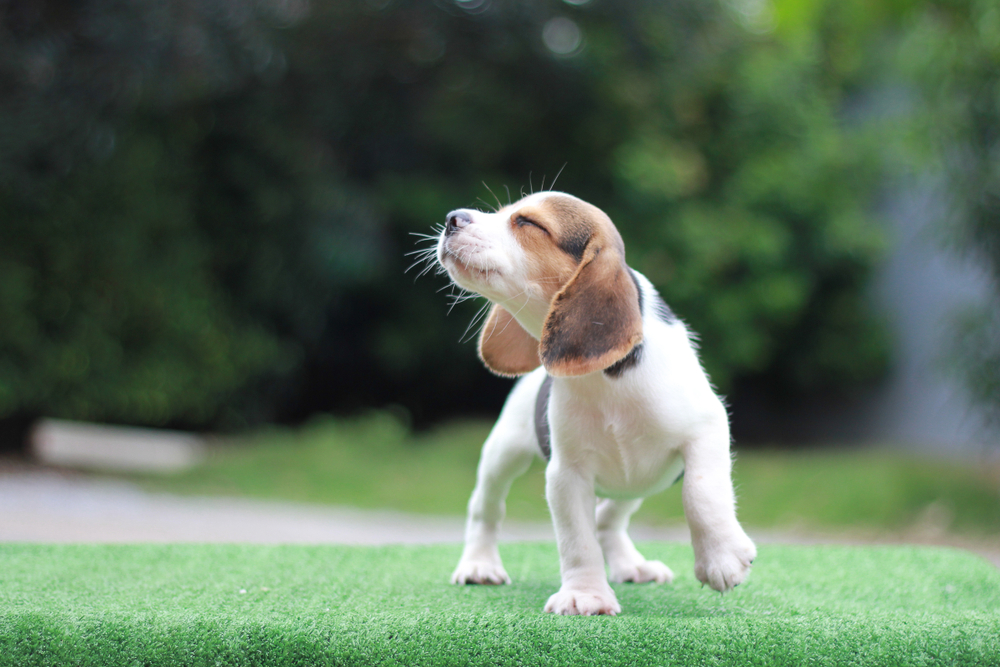 Healthy tri-color Beagle standing on green grass at a veterinary practice in Boca Raton