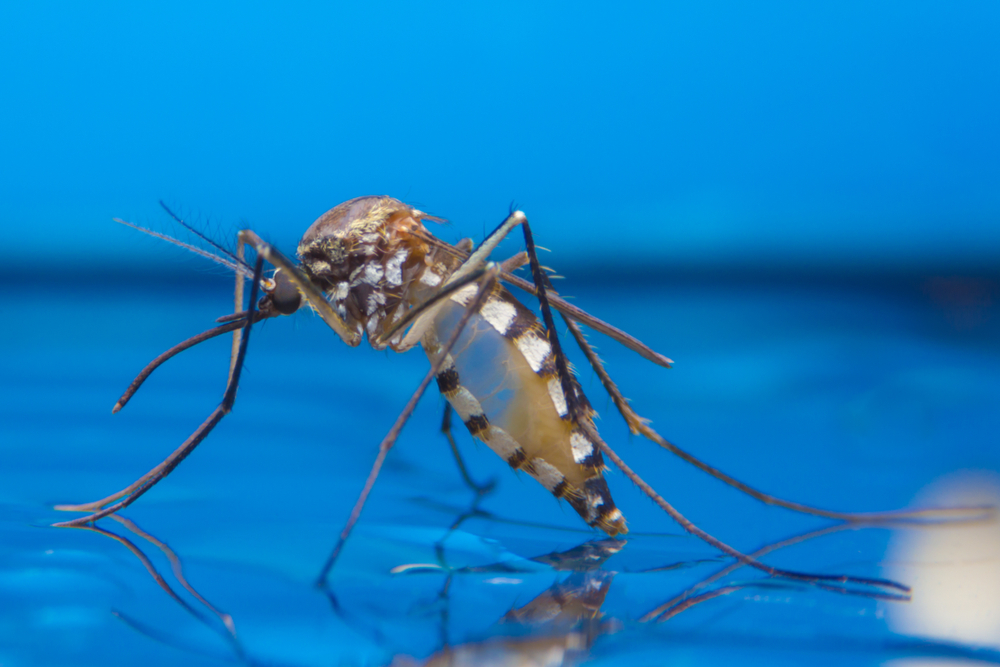 Close-up macro photo of a mosquito on water, illustrating heartworm and vector-borne disease risks for pets