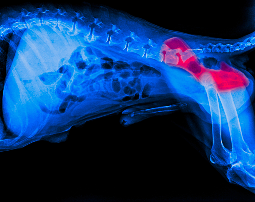 Lateral X-ray film of a dog with red highlighted area indicating veterinary diagnostic imaging