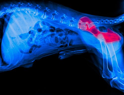 Canine Hip Dysplasia 101