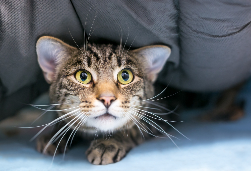 Timid domestic shorthair tabby cat hiding under a blanket — anxious cat behavior and pet care