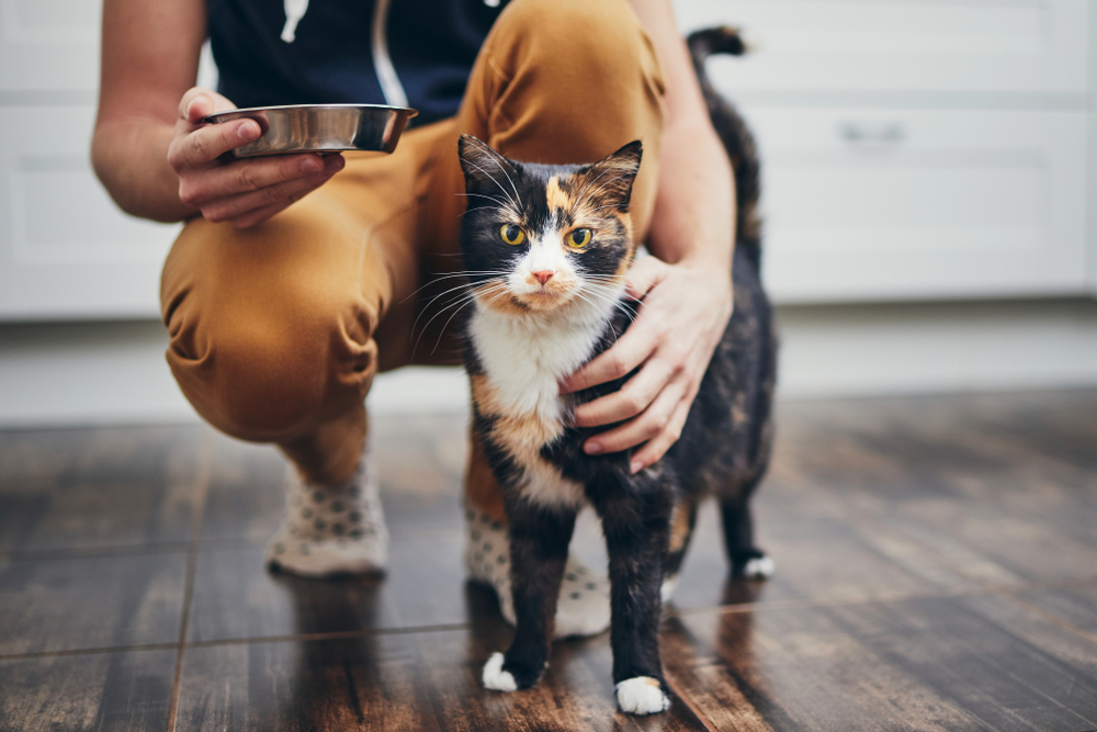 Man holding a bowl of pet food, representing responsible dog nutrition and feeding care