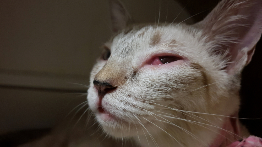 Kitten with eye infection showing discharge and swelling, requiring veterinary eye care