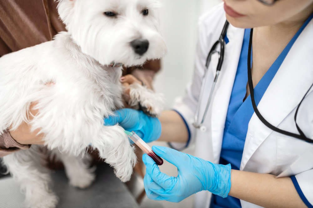 Close-up of calm white dog relaxed during veterinary visit