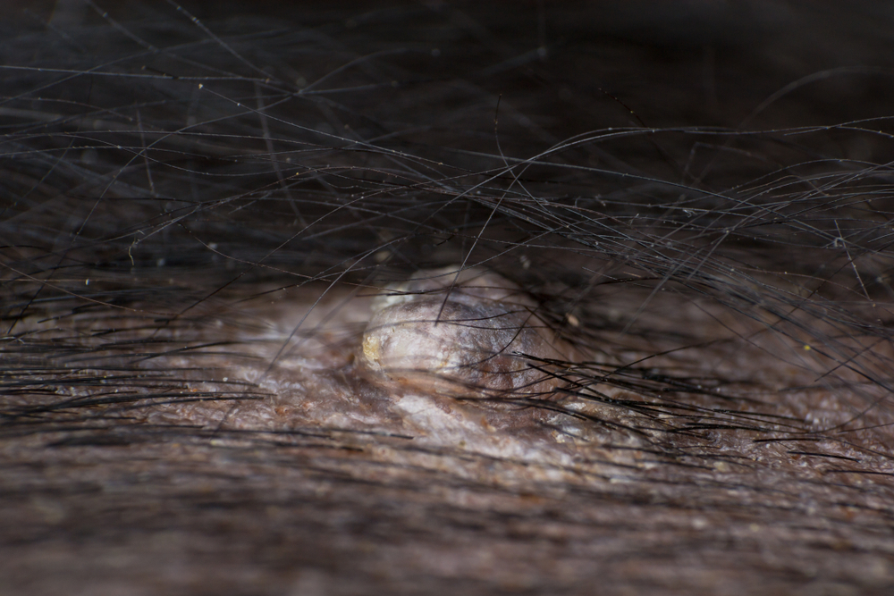 Skin lumps and bumps on a dog's coat — veterinary dermatology guide for pet owners in Boca Raton