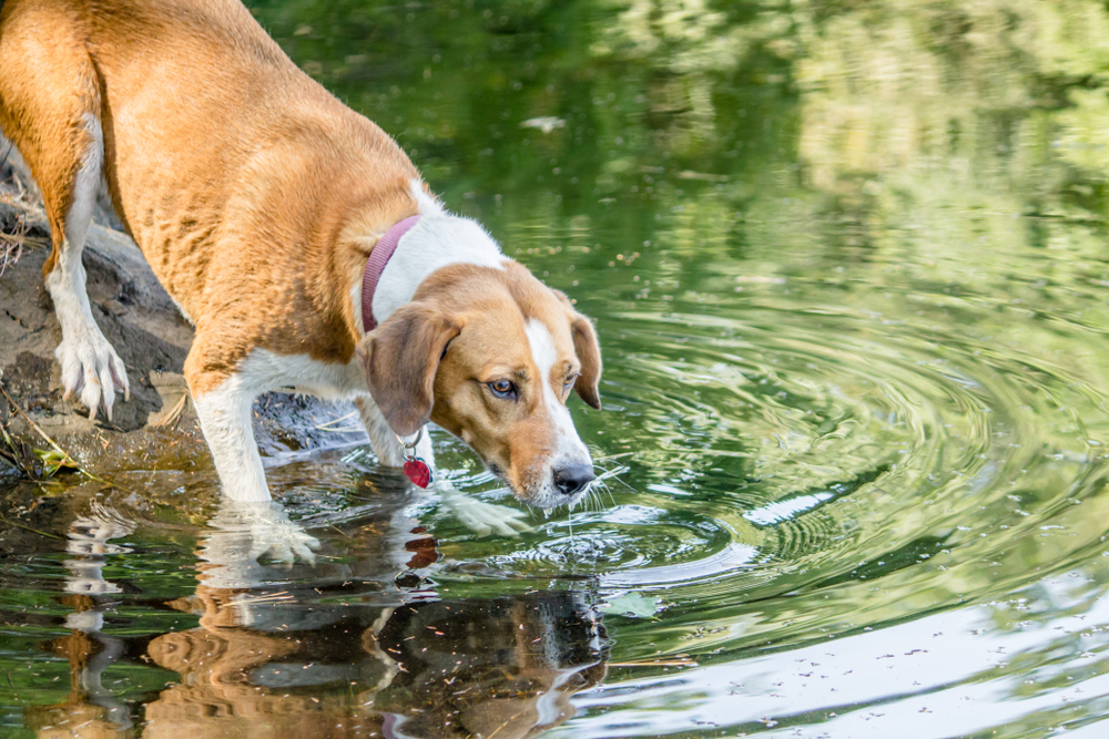 Companion dog drinking water from a lake, highlighting pet hydration and outdoor safety